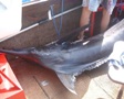 Der erste Marlin von Oliver ist im Boot, 146 kg November 2000