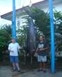Olivers erster Marlin im November 2000, 146 kg